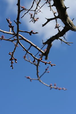 梅