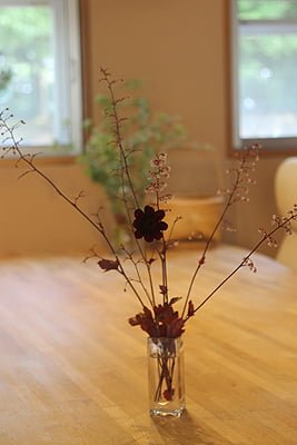 チョコレートコスモス