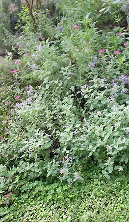 キャットミント